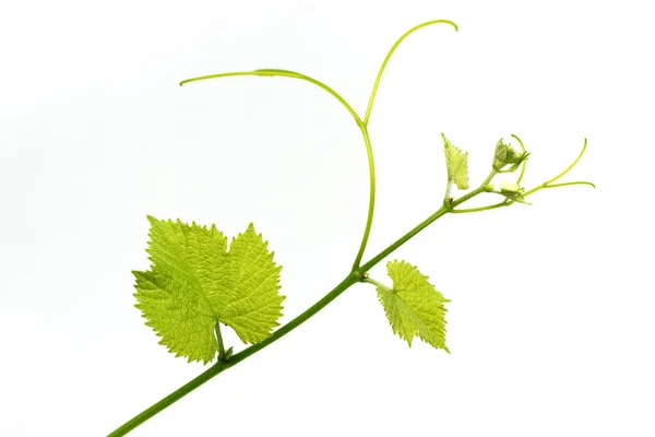 Grape Leaves Vine Branch Tendrils Tropical Plant Isolated White Background — Stock Photo, Image