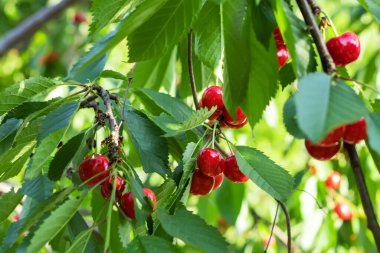 Kiraz ağacının dalından sarkan olgun bir kiraz..
