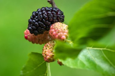 Dut ağacının meyvesi.