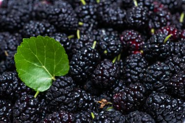 Dut arka planı. Taze Mulberryler 'in üst görüntüsü. Siyah Meyveler Geniş Arkaplan.
