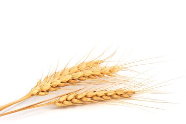 Three wheat spikelets on white background close up.