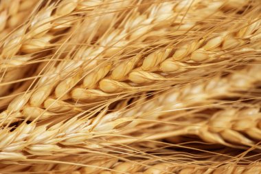 Ears of golden wheat in close- up. Rich harvest Concept. Label art design.