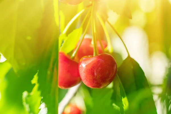 Ripe sweet cherry hanging from a sweet cherry tree branch.
