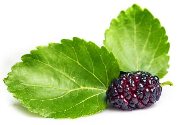 Mulberry Fruit Green Leaf Isolated White Background — Stock Photo, Image