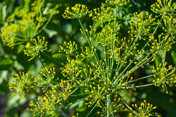 Flower Green Dill Fennel Green Background Flowers Dill — 图库照片