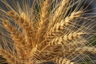 Wheat ears in a field close up on a blurred background,