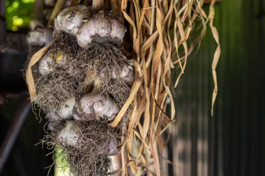Photo food garlic bulb. Background texture Plant vegetable garlic