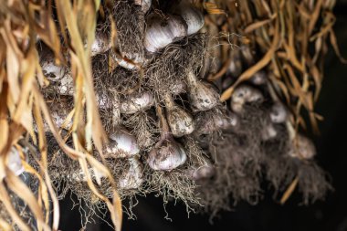Garlic in bundles dried under roof of rural house. Organic product widely used in different nation kitchen and medicine. Selective focus