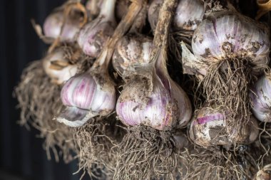Photo food garlic bulb. Background texture Plant vegetable garlic