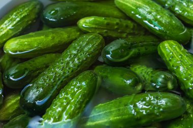 Salatalık konservesi ya da cam kavanozlarda mayalanmış salatalık. Salatalık turşusu için gerekli malzemeler. Salatalık, dereotu, sarımsak. Turşulu cam kavanozlar. Sonbahar hasadının işlenmesi