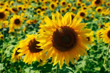 Güneşli bir günde mavi gökyüzünün arka planına yakın çekim yapan ayçiçeği. Yan görüş. Yüksek kalite fotoğraf.