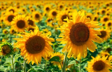 sunflowers in the garden close up, flowers image.