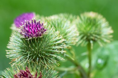 Yaz güneşinde sığ bir tarla derinliğinde bir dulavrat otu.,