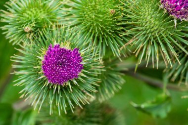 Greater burdock or edible burdock flowers, Arctium lappa ,
