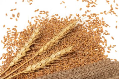 tahıl ve beyaz arka plan üzerinde izole buğday kulaklar. Üstten Görünüm.