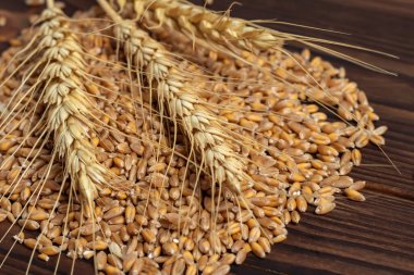 Ears of ripe wheat, scattered grains on a wooden board
