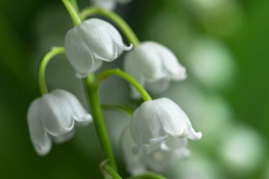 Vadinin bahar çiçeği zambağı. Vadideki Lily. Çiçek Baharı Güneşi Beyaz Yeşil Arkaplan Yatay Ekolojik arka plan Yeşil vadide çiçek açan zambak