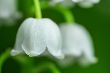 Vadinin bahar çiçeği zambağı. Vadideki Lily. Çiçek Baharı Güneşi Beyaz Yeşil Arkaplan Yatay Ekolojik arka plan Yeşil vadide çiçek açan zambak