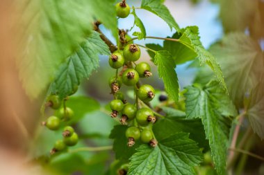 Yaz günü makro fotoğrafçılığında yeşil fonda frenk üzümü. Böğürtlen ağacının dalına asılmış üzümlü yeşil üzümler. Yazın yakın plan fotoğrafı..