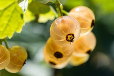 White currant at a branch in the garden close up.