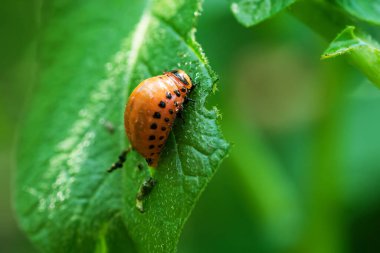 Bir sürü kırmızı Colorado patates böceği yaz günü yeşil patates yaprağında.