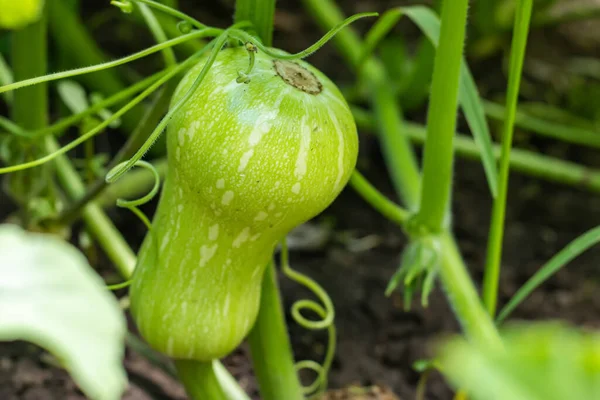 Zucchini Plant Zucchini Flower Green Vegetable Marrow Growing Bush — Stock Photo, Image