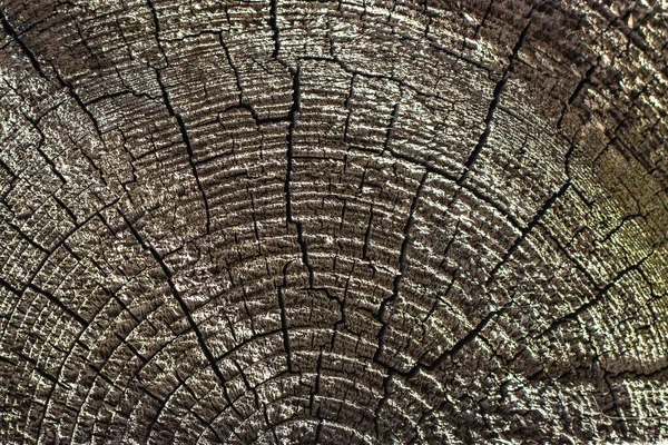 Surface Old Cracked Tree Stump Small Deep Four Rayed Slit — Zdjęcie stockowe