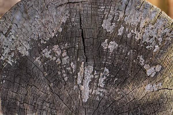 Surface Old Cracked Tree Stump Small Deep Four Rayed Slit — Zdjęcie stockowe
