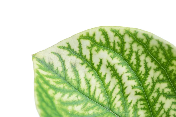 Detail Backlit Texture Pattern Fig Leaf Plant Veins Form Similar — Stock Photo, Image