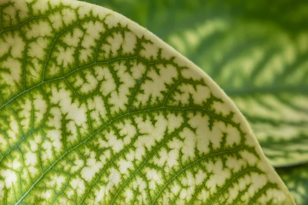 Natural Green Quince Leaf Pattern Foliage Leaf Texture Background — ストック写真