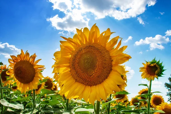 Ηλιόσποροι Ηλιοτρόπιο Πεδίο Ανάπτυξη Ηλιέλαιο Όμορφο Τοπίο Των Κίτρινων Λουλουδιών — Φωτογραφία Αρχείου