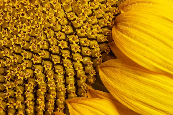 Core Flower Texture Sunflower Close Seeds Oil Flat Lay Top — 图库照片