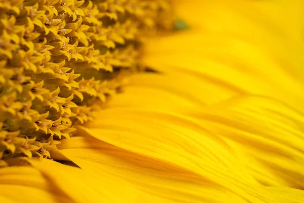 Beautiful Fresh Yellow Sunflower Macro Shooting Sunflower Blooming Close Flower — Photo