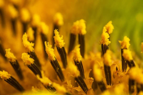Core Flower Texture Sunflower Close Seeds Oil Flat Lay Top — Photo