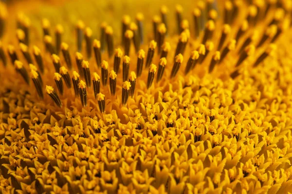 Core of of the flower, texture. Sunflower close-up. Seeds and oil. Flat lay, top view. Macro.