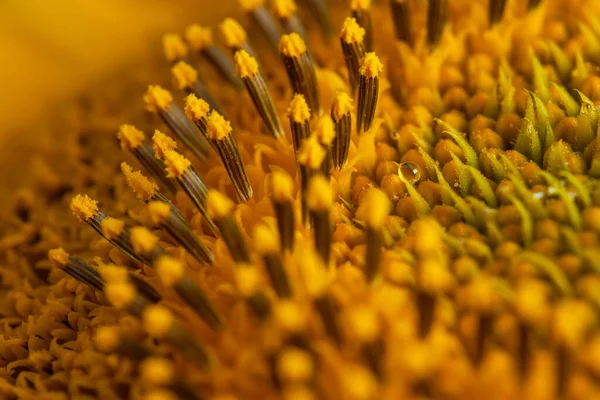Sonnenblumen Textur Und Hintergrund Textur Von Sonnenblumenpollen Makro Ansicht Der — Stockfoto