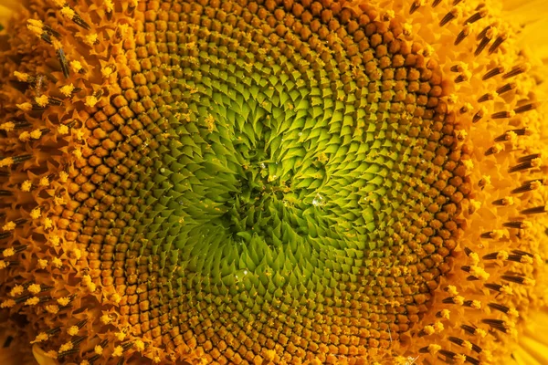 Beautiful Fresh Yellow Sunflower Macro Shooting Sunflower Blooming Close Flower — Stock Photo, Image