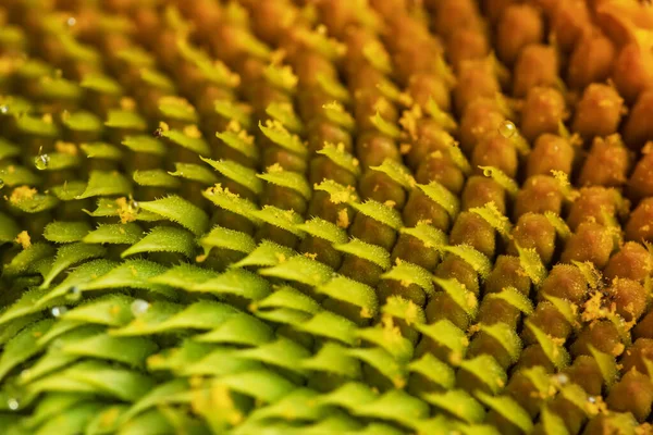 Beautiful Fresh Yellow Sunflower Macro Shooting Sunflower Blooming Close Flower — Stock Photo, Image