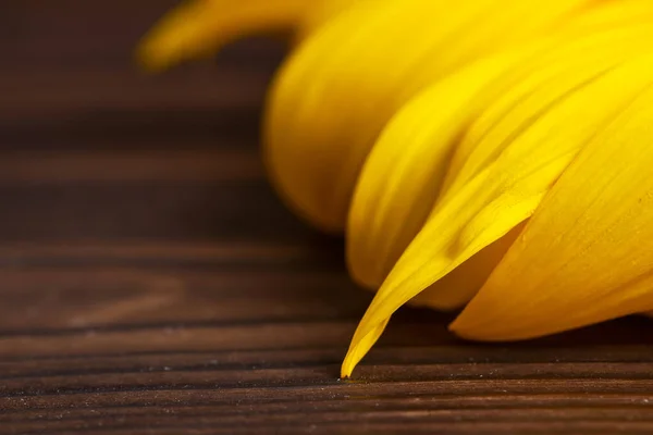 Core Flower Texture Sunflower Close Seeds Oil Flat Lay Top — Stockfoto