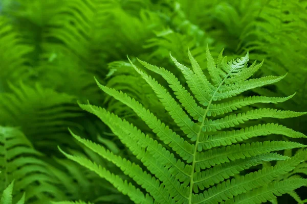 Samambaias Beautyful Folhas Folhagem Verde Natural Floral Samambaia Fundo Luz — Fotografia de Stock