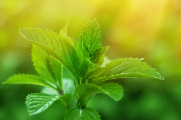Fresh mint. Fresh mint leaves in the garden. Natural mint background.