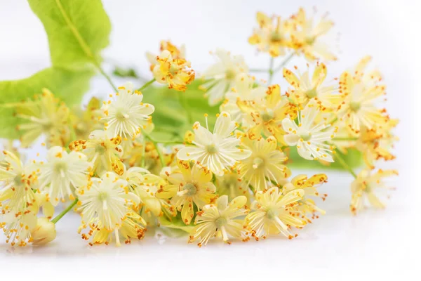 Linden flowers with leaves isolated on a white background, top view. Branch of the flowering linden