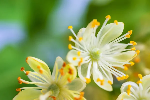 Φλαμουριά Κοντά Λουλούδι Την Άνοιξη Όμορφο Λουλούδι Φλαμουριάς Την Άνοιξη — Φωτογραφία Αρχείου