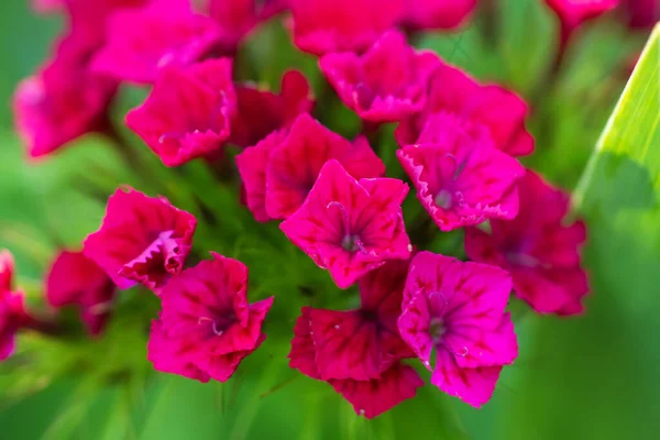 Bellissimi Fiori Rosa Brillante Garofano Turco Nel Giardino Estivo — Foto Stock