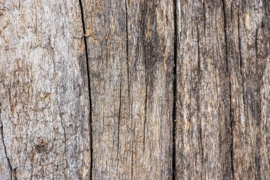 Beautiful wooden background made of cross-cut wood with a pattern of rings. Template for an inscription. Mockup for design.