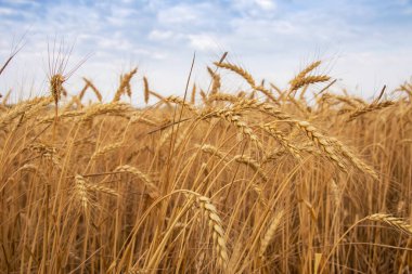 Buğday Çavdar Tarlası, Buğday Kulakları. Hasat ve hasat konsepti. Yaz sabahının geç saatlerinde tarlada olgun arpa, gündoğumu arka ışık, tarlanın sığ derinliği