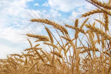 Olgun buğdaylı sarı tarla ve bulutlu mavi gökyüzü
