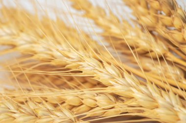 Ears of golden wheat in close- up. Rich harvest Concept. Label art design.