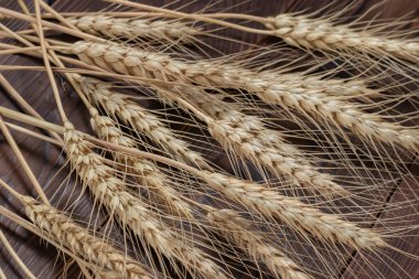 Wheat ears bunch on rustic wooden background