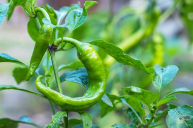 growing bell pepper in a farmer's field.